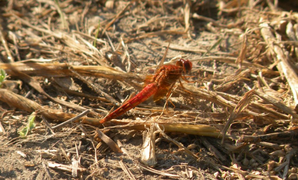 Crocothemis erythraea, vero?